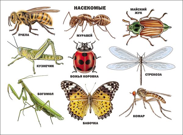 Насекомые Насекомые