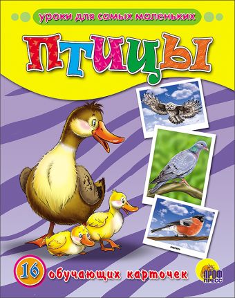 Птицы Птицы