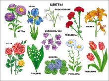 Цветы