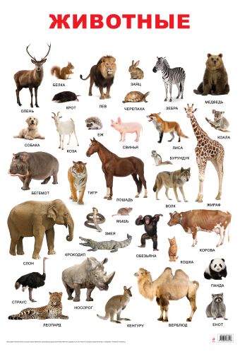 Животные разнообразие животных плакат