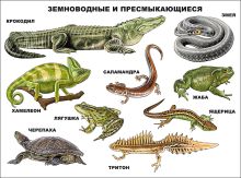 Земноводные И Пресмыкающиеся