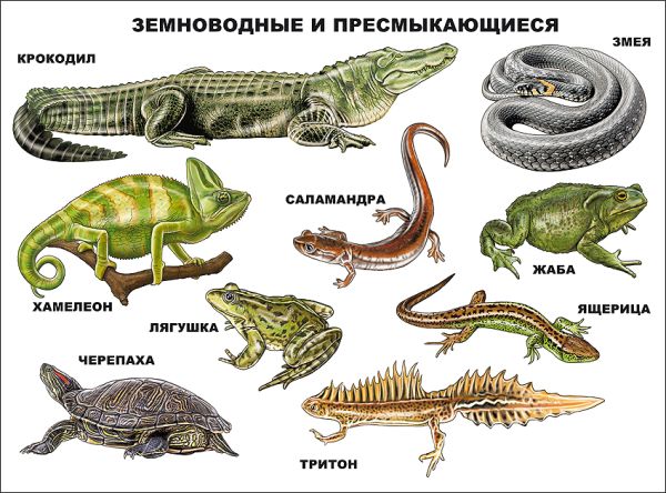 

Земноводные И Пресмыкающиеся