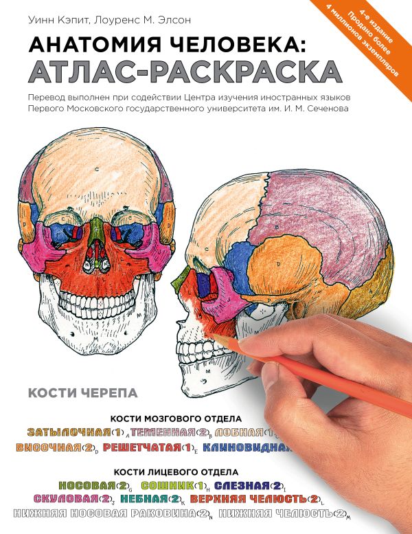 Анатомия человека: атлас-раскраска. Элсон Лоренс М., Кэпит Уинн