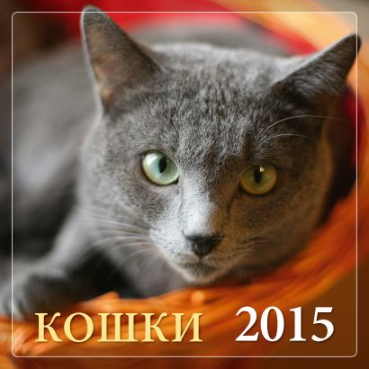 Кошки 2015 - фото 1