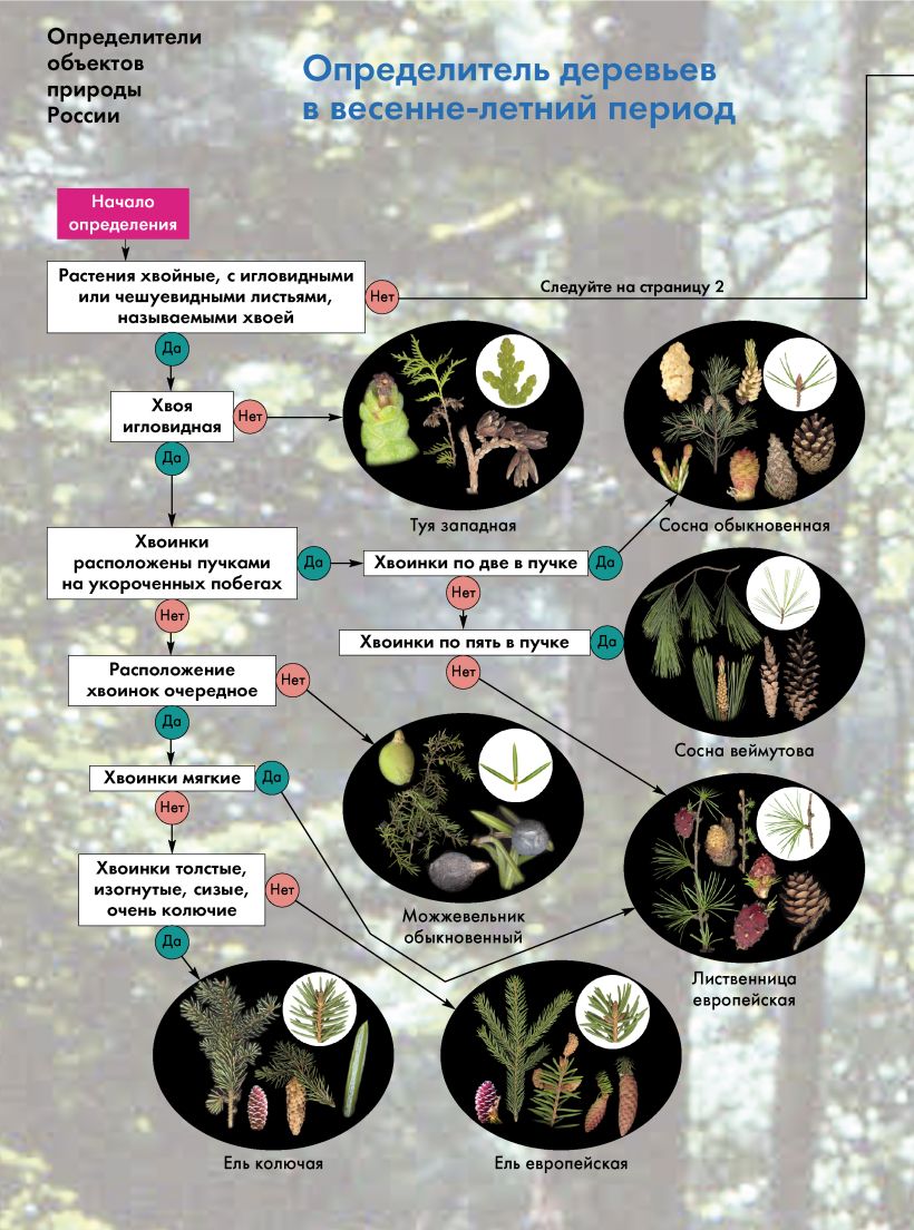 Определитель деревьев. Деревья России определитель. Определитель деревьев средней полосы России в весенне-летний сезон. Экосистема ру определитель деревьев по почкам. Определитель деревьев купить.