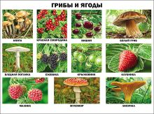 Грибы и ягоды (плакат)