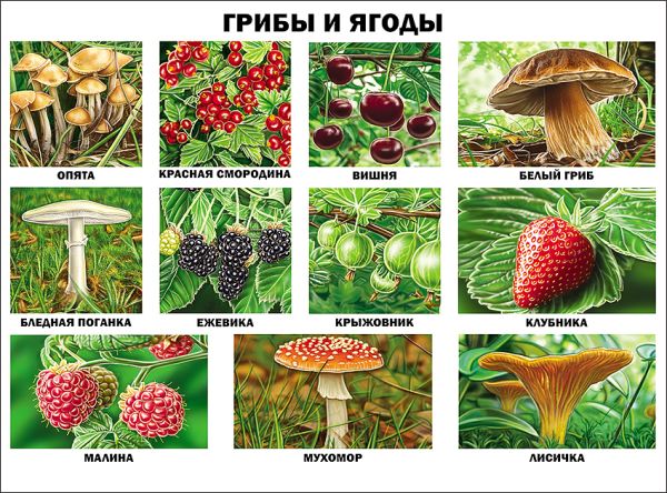 

Грибы и ягоды (плакат)