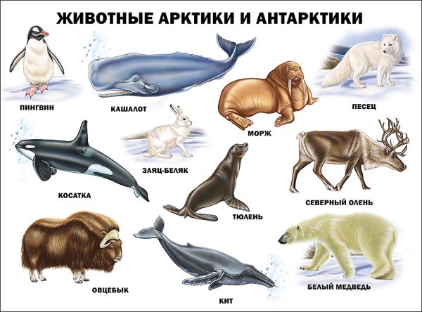 

Животные Арктики и Антарктики (плакат)