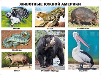 

Животные Южной Америки (плакат)