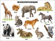 Млекопитающие (плакат)