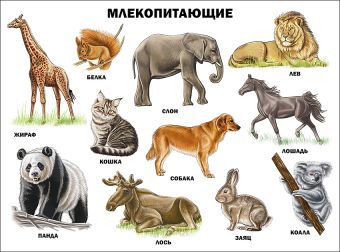 Млекопитающие (плакат) Млекопитающие (плакат)