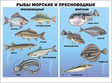 Рыбы морские и пресноводные (плакат)
