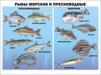 

Рыбы морские и пресноводные (плакат)