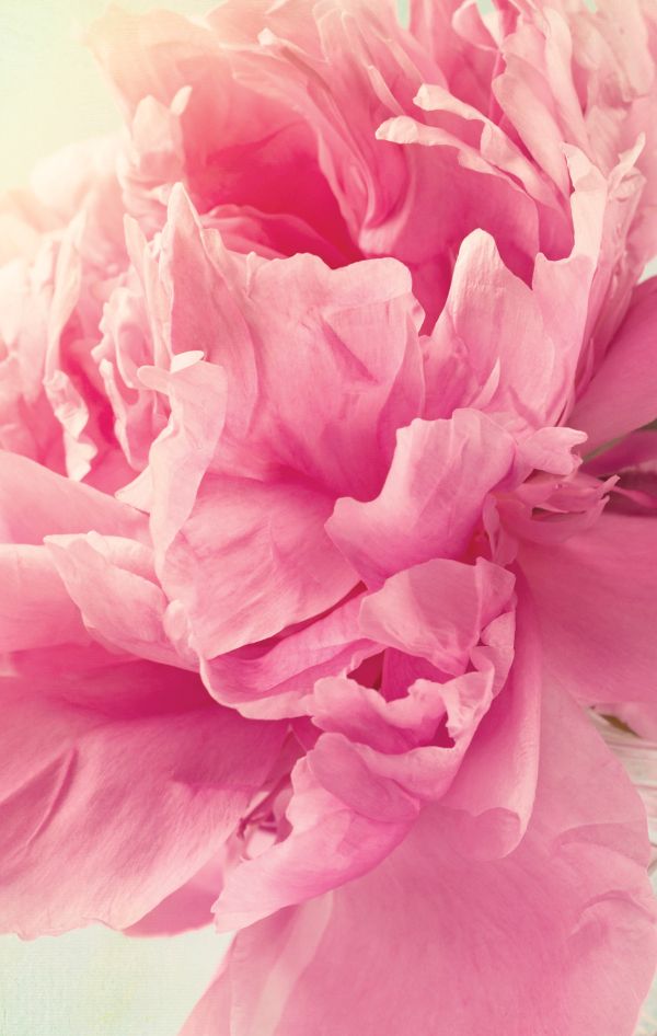 

Блокнот. Пионы на бирюзовом