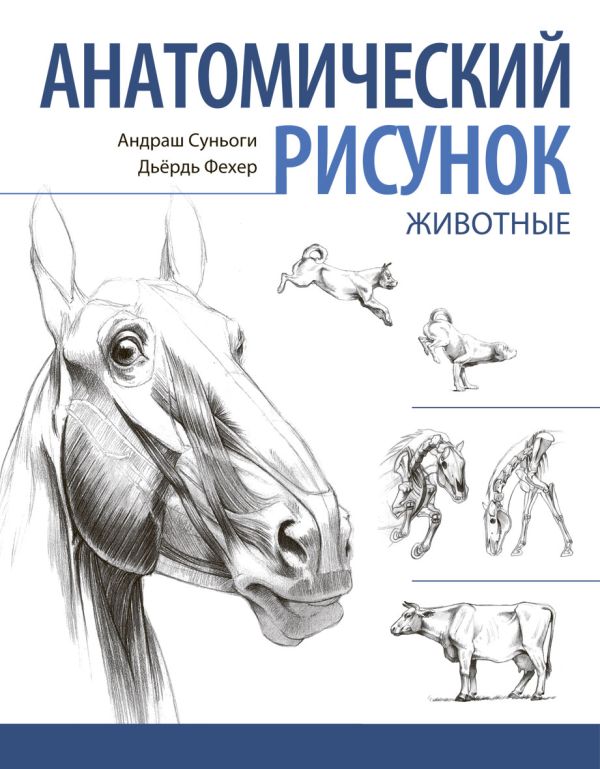 

Анатомический рисунок. Животные