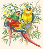 Живопись на холсте. Размер 30*40 см.. Тропические попугаи (245-CE )