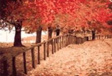 Живопись на холсте.Размер 40*50 см.. Осенняя пора (534-CG )
