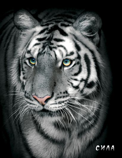 Блокнот настоящего хищника (Белый тигр). А5 - фото 1