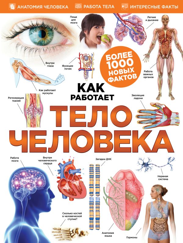 

Тело человека