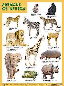 Плакаты (англ). ANIMALS OF AFRICA (Животные Африки) Плакаты (англ). ANIMALS OF AFRICA (Животные Африки)
