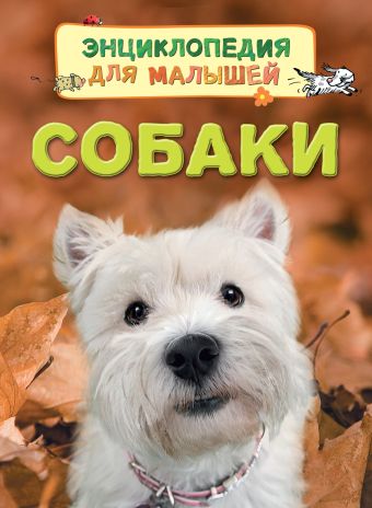 Собаки Собаки