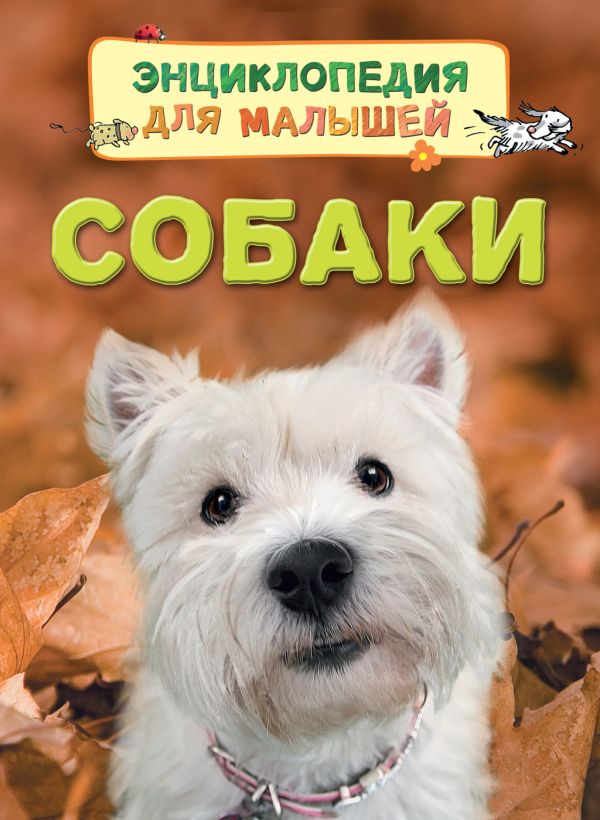 Собаки Собаки