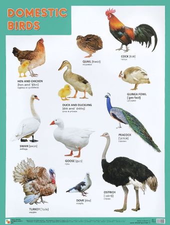 Плакаты (англ). Domestic Birds (Домашние птицы) Плакаты (англ). Domestic Birds (Домашние птицы)