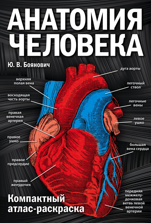 Анатомия человека: компактный атлас-раскраска. Боянович Юрий Владимирович