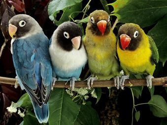 

Раскраски по номерам на картоне. Волнистые попугайчики - раскраски по номерам на картоне (KS008)