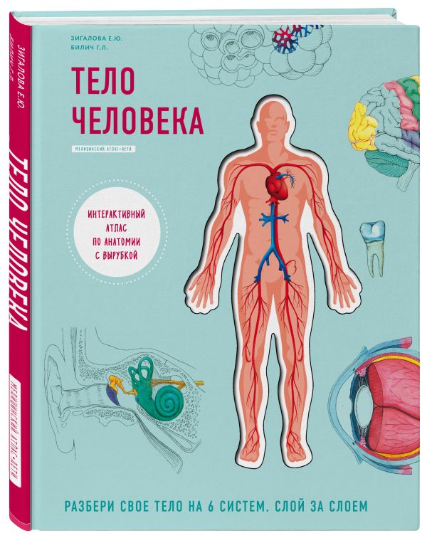 Тело человека. Интерактивный атлас по анатомии с вырубкой. Разбери свое тело на 6 систем. Слой за слоем - Билич Габриэль Лазаревич, Зигалова Елена Юрьевна