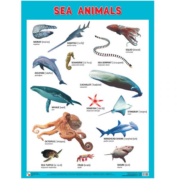 

Плакаты (англ). Sea Animals (Морские обитатели)