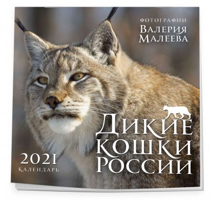 Настенный календарь «Дикие кошки России. Фотографии Валерия Малеева» - фото 1