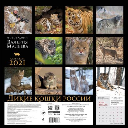 Настенный календарь «Дикие кошки России. Фотографии Валерия Малеева» - фото 1